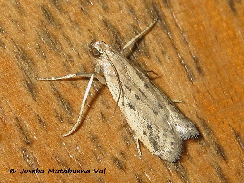 Phycitodes binaevella - Pyralidae ? S